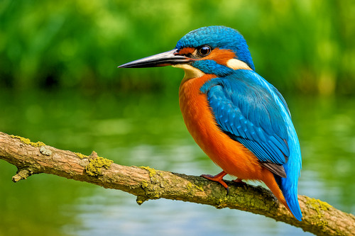 Stunning kingfisher paint - stunning,